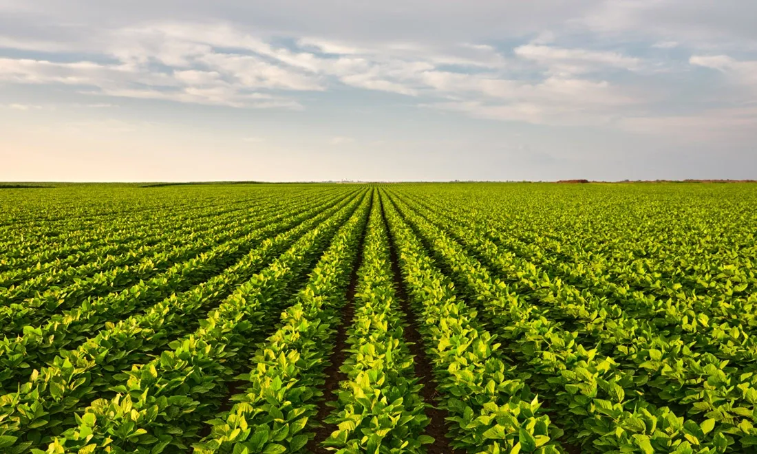 Crop field with rows of green plants