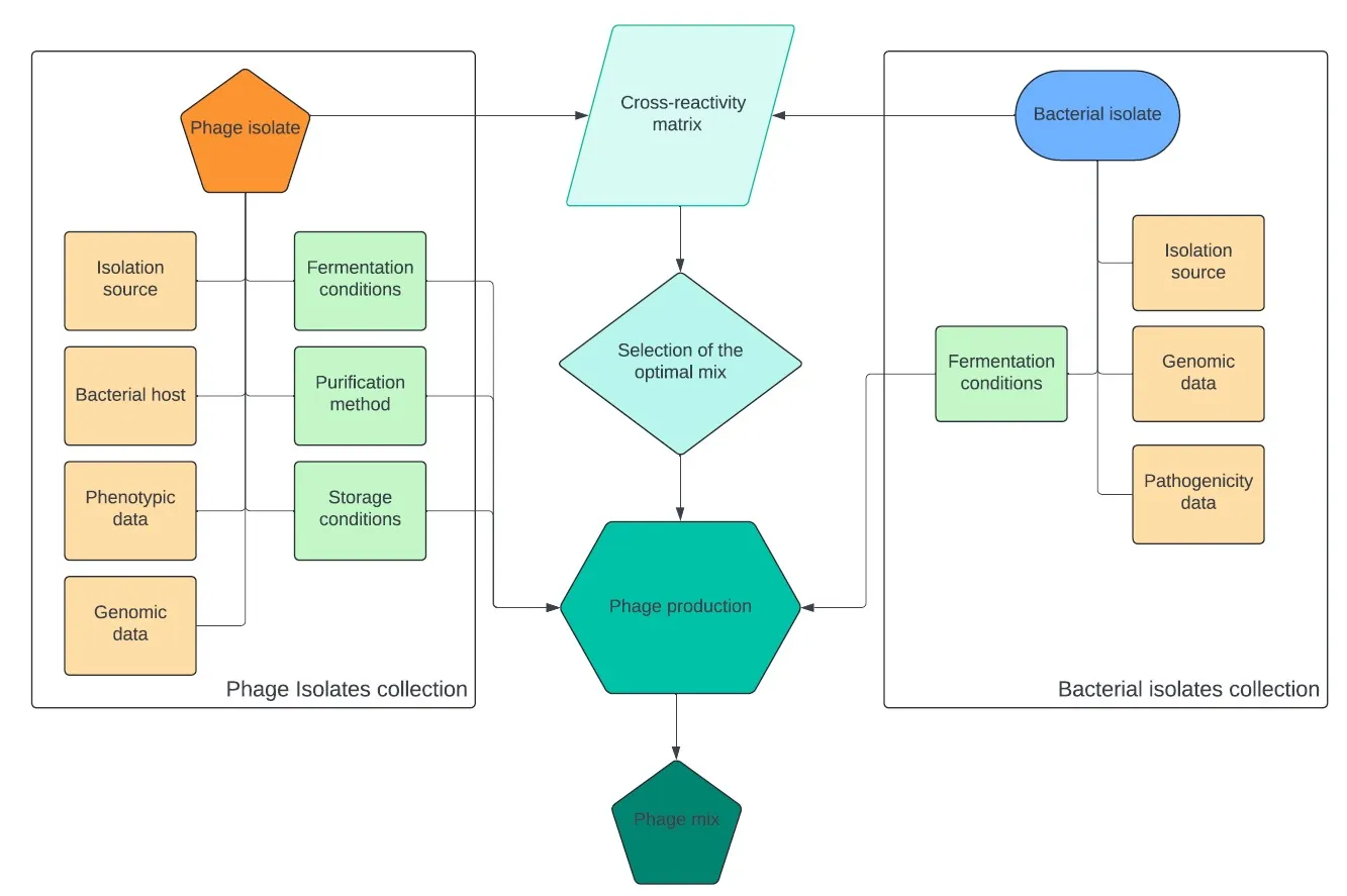 Flowchart of a phage mix being assembled. A phage isolates collection holding isolation source, bacterial host, phenotypic and genomic data, plus fermentation, purification and storage conditions, and a bacterial isolates collection holding isolation source, genomic and pathogenicity data, both feed a cross-reactivity matrix. That leads to selection of the optimal mix, then phage production, and finally the phage mix.