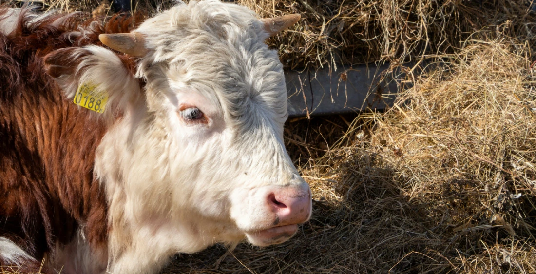 cow-agriculture-fill